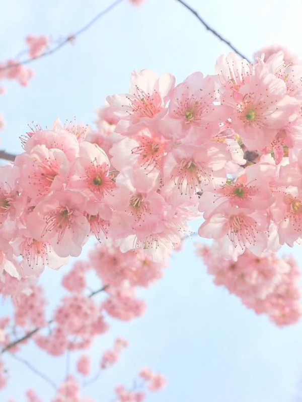 浪漫樱花图片 最美樱花季 - 【可爱点】