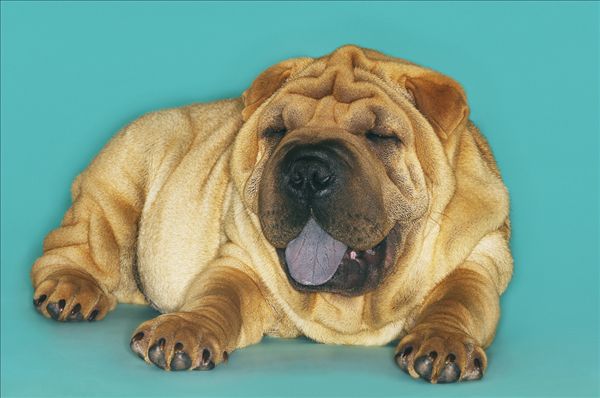 沙皮狗图片世界上最珍贵的犬种之一