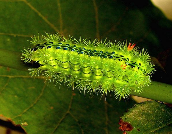 毛毛虫图片最令人毛骨悚然的小生物之一