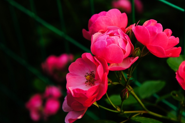 蔷薇花图片让蔷薇花告诉我们属于别样的浪漫