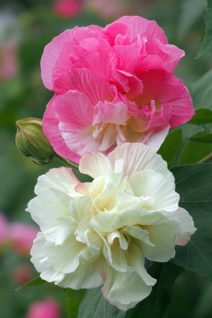 芙蓉花图片象征着富贵吉祥的芙蓉花图片手绘图片