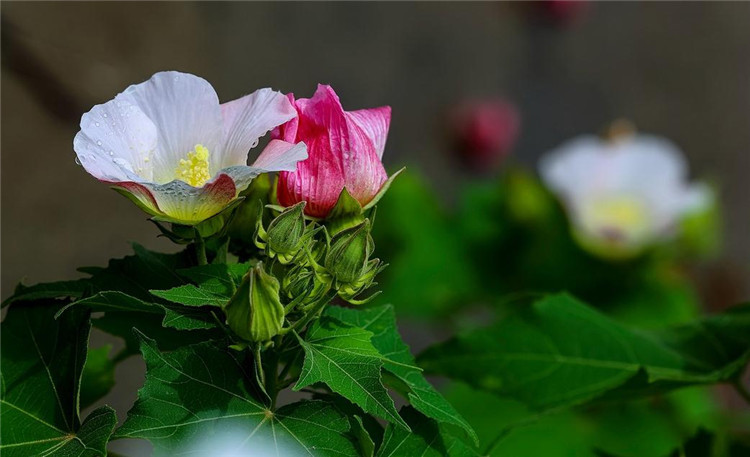 芙蓉花图片象征着富贵吉祥的芙蓉花图片手绘图片