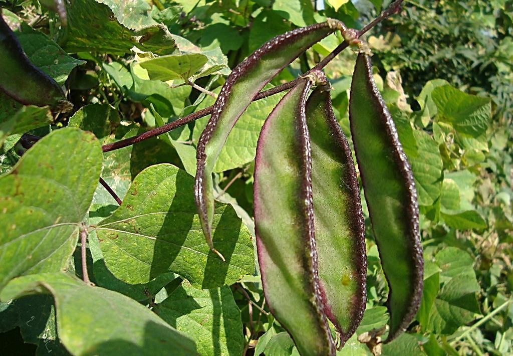 扁豆图片扁豆是一种药食两用植物