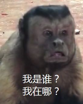 猴子表情包人脸猴子搞笑动图表情包