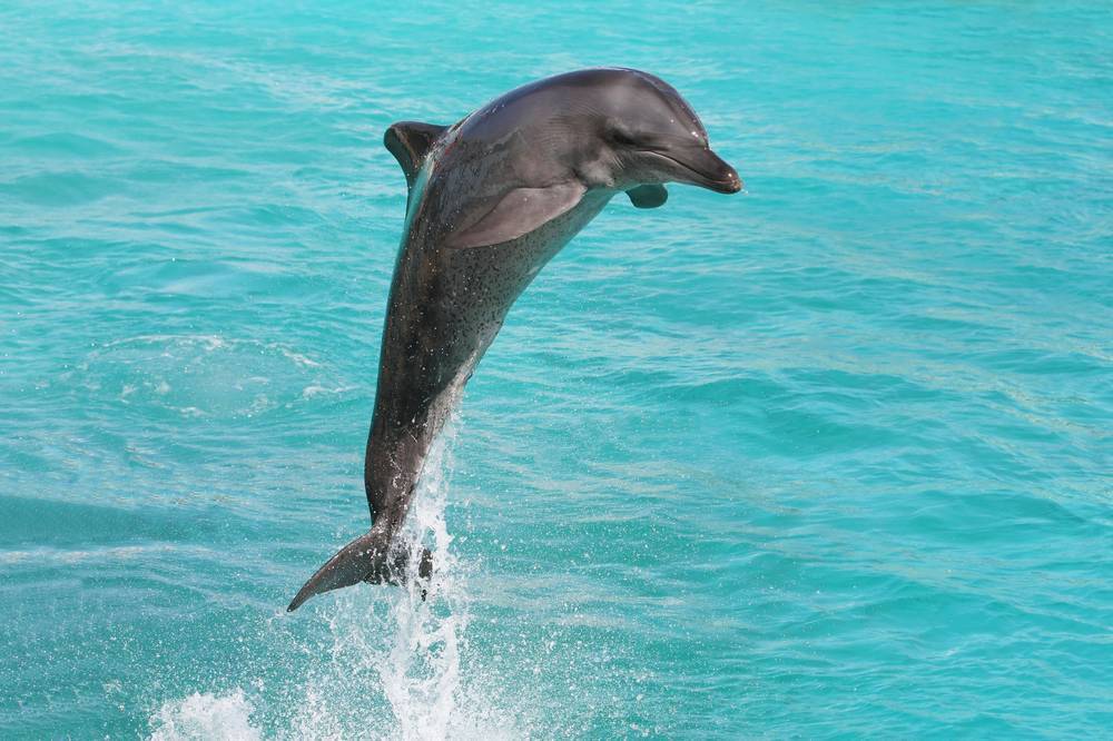 海豚图片海豚爱情的守护神