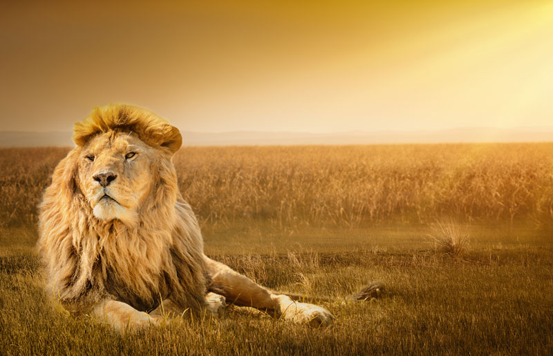 狮子图片 动物世界的王者—狮子