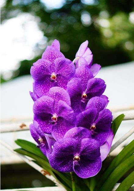 紫罗兰图片 紫罗兰花语是什么含义呢？