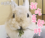 兔子吃草动态表情包图片