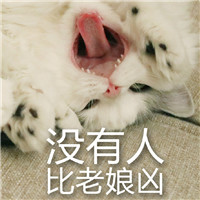 超凶的猫咪QQ表情包 凶起来好可耐的猫咪表情