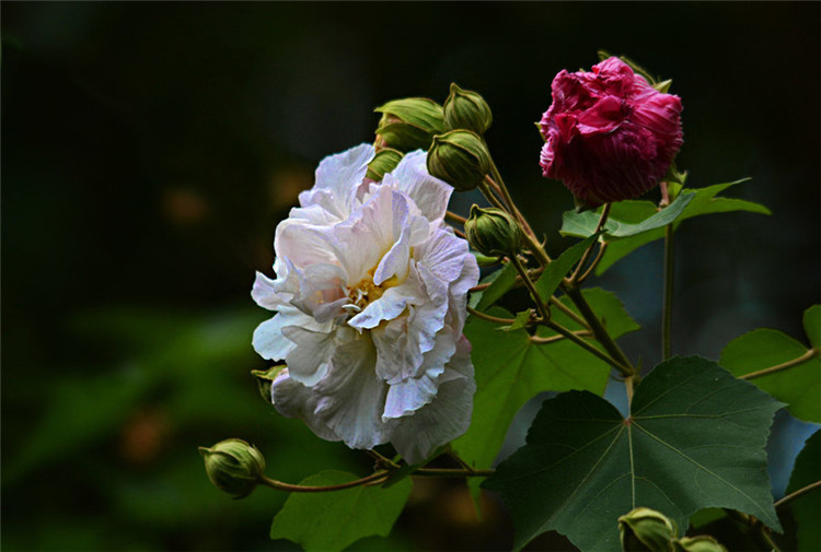 芙蓉花图片象征着富贵吉祥的芙蓉花图片手绘图片