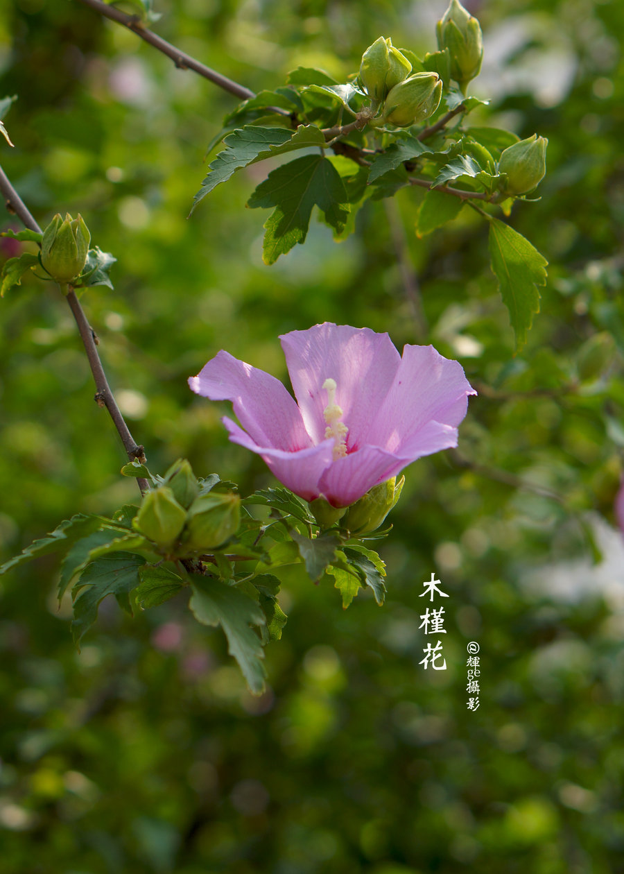 朝鲜国花木槿花图片图片