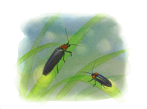 萤火虫图片萤火虫是反映生态环境的重要生物指标