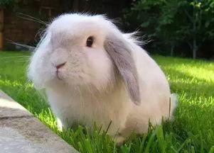 爱吃胡萝卜的兔子宠物名字大全-可爱点